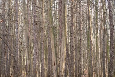 Uzun çam ağaçları, doğal bitki örtüsü, sonbaharın sonları.