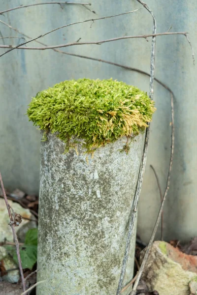 绿色苔藓帽生长在一根混凝土管子上 — 图库照片