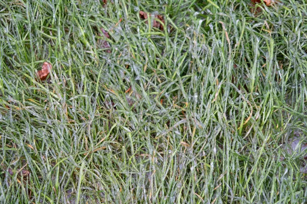 Grama Gramado Verde Coberta Com Crosta Gelo Gelo Pré Inverno — Fotografia de Stock