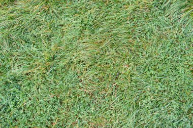 Küçük yonca yapraklarının üzerindeki çiğ damlalarıyla yeşil çayır otları.