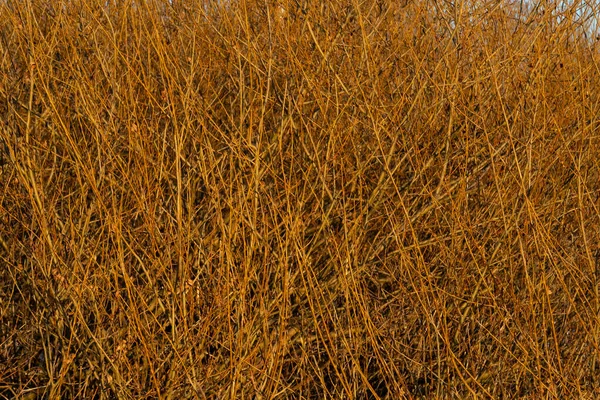 Willow Thickets Bare Twigs Branches Vegetative Background Winter — Stock Photo, Image