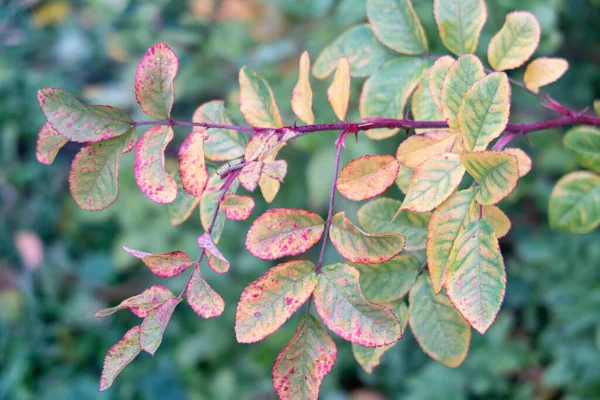 Geelbruine Rozenbottel Bladeren Een Groene Achtergrond Een Tak Met Doornen — Stockfoto