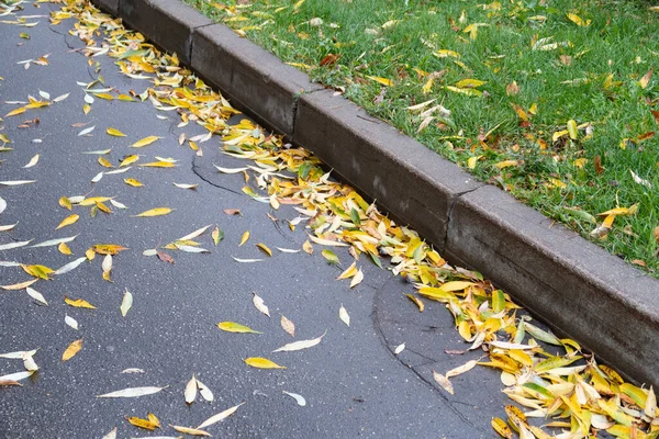 Жовті Опале Листя Верби Покривають Газоном Бордюром Тротуаром — стокове фото