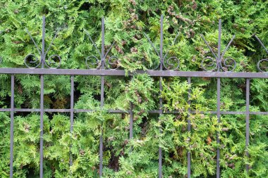 Siyah çelik çitleri kırıp geçen yeşil dallar, sinsi sinsi dolaşmalar...