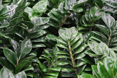 Zamioculcas dolar ağacı, Zamioculcas, parlak yeşil yapraklar, arka plan