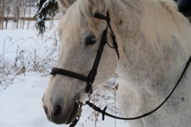 Beyaz at kafası, uzun kirpikli göz.