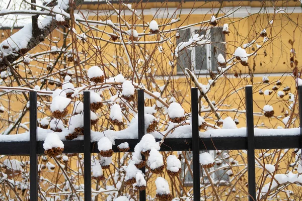 Metal Fence Snow Covered Bushes Background Rigid Facade Residential Building — Stock Photo, Image