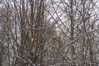 Kış ormanlarında karla kaplı çıplak gövdeler ve ağaç dalları