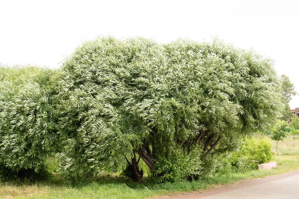 Rüzgâr Nehir Kıyısında Söğüt Ağacını Sallıyor — Stok fotoğraf