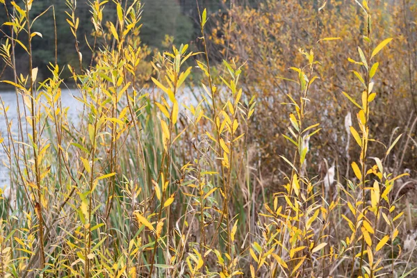 Takken Van Vergelende Wilg Achtergrond Van Het Golvende Oppervlak Van — Stockfoto