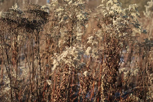 Száraz Száraz Virágok Téli Háttere Napsugárban Tél — Stock Fotó