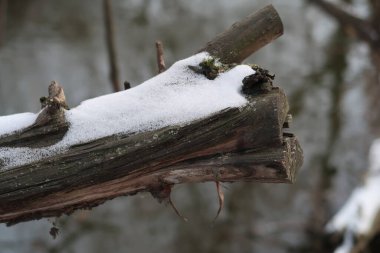 Bir nehrin arka planına kar serpiştirilmiş bir ağaç dalının koyu bir kütüğü, kış