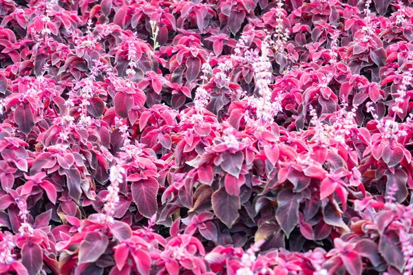 Rode Coleus Struiken Bloemen Rode Bladeren Achtergrond — Stockfoto