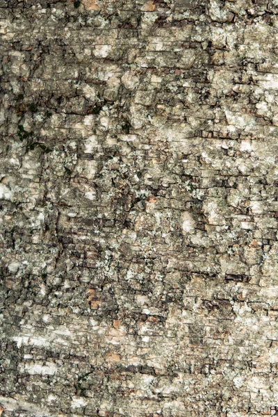 Pequenas Rachaduras Casca Uma Árvore Coberta Líquen Cinza Fundo — Fotografia de Stock