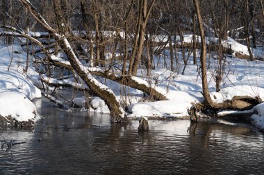 Bir orman nehrinin kıyısında karla kaplı ağaç gövdeleri, su deresi, kar ve çıplak ağaçlar, kış arkaplanı