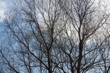 Mavi gökyüzünün arka planında ağaçların dalları, arka plan