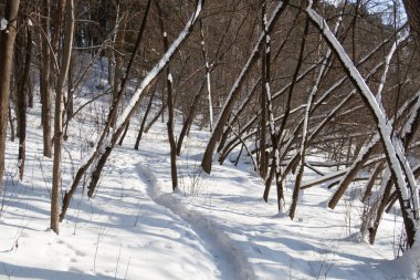 Karla kaplı ağaç gövdeleri arasında, ormanda yürüyüş yolu karla kaplı.