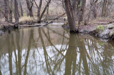 Sonbaharın sonlarında orman nehri, sudaki ağaçların yansıması, arka plan