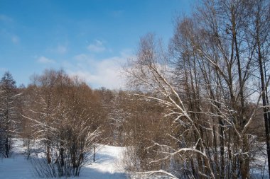 Çalı ve ağaçların arasında uzanan kar yolu karla kaplı, kış arkaplanı.