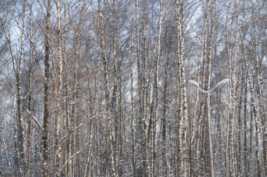 Beton ışık direği, huş gövdeleri ve karla kaplı dalların çeşitli arka planlarıyla birleşir.