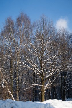 Ağacın güçlü dalları, huş ağacının arka planında karla kaplı.