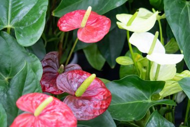 Anthurium Andre, perennial herbaceous evergreen, species of the genus Anthurium of the Aroid family, background