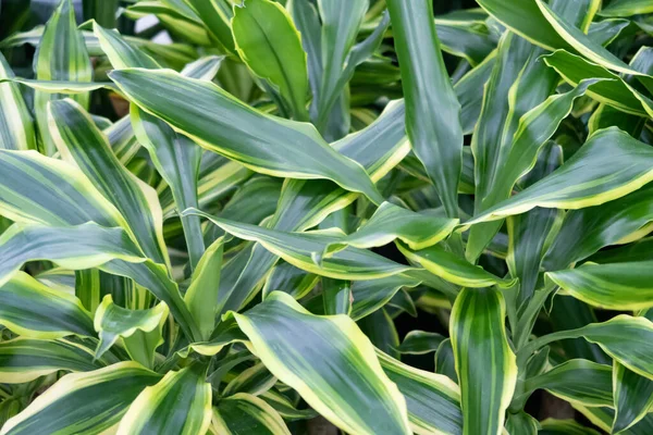 Fragrant dracaena, evergreen shrub plant, species of the genus Dracaena of the Asparagus family, background