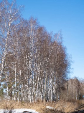 Çıplak dallar ve beyaz huş gövdeleri, kar ve yol kenarındaki kuru çimen çalıları, ilkbaharın başlarında, doğal arka plan