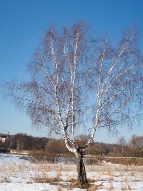 2021 ilkbaharında Moskova 'da kırsal bir yolun arka planında bahar karlı bir arazide yapayalnız huş ağacı.