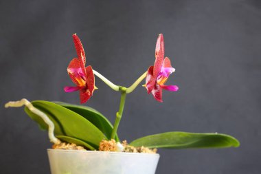 İki falaenopsis orkidesi farklı yönlere bakan bir çömlek ve yeşil yapraklarla, ruh hali.