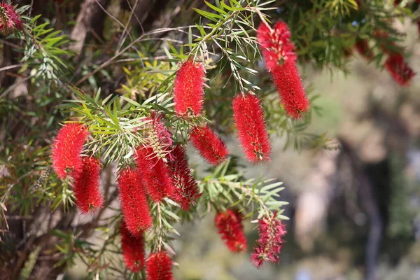 Callistemon ağacının çiçekleri, Myrtle ailesinin yemyeşil küçük ağaçları, Akdeniz