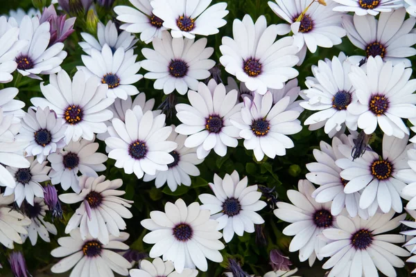 Beyaz çiçek osteospermum, yıllık ve daimi otlar, Asteraceae ailesinin alt çalıları, ya da Asteraceae, arka plan