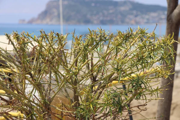 Trimmed bush on the embankment against the background of the sea and mountains, vivid background, Alanya, April, 2021