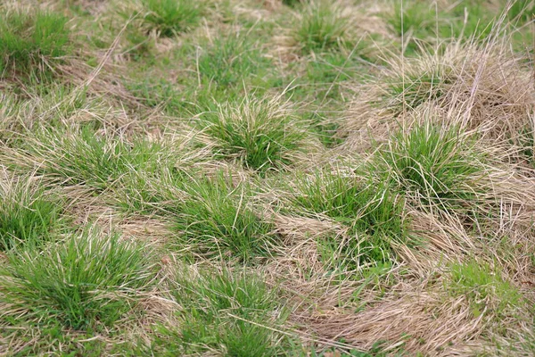 Bumps Meadow Young Green Shoots Make Way Last Years Dry — Stock Photo, Image