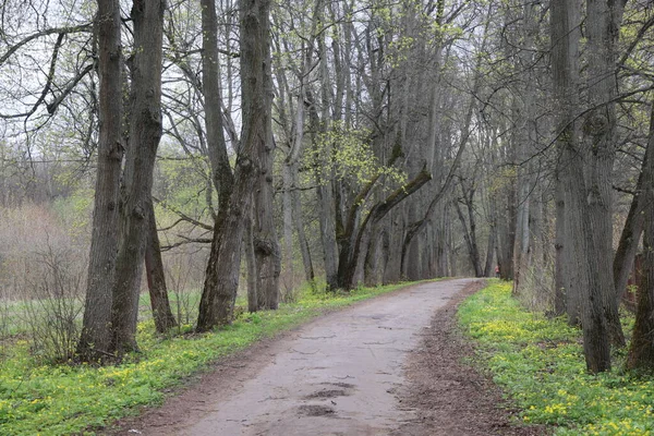 Sikátor Parkban Fatörzsek Között Öreg Magas Fák Moszkva Régió Sukhanovo — Stock Fotó