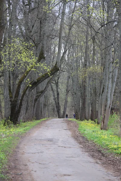 Parkta Eski Uzun Ağaçların Gövdeleri Arasında Yeşil Bahar Çimenleri Moskova — Stok fotoğraf