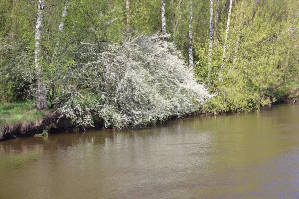 2021年5月 莫斯科地区Pekhorka河岸的白色开花灌木 春天绿树和桦树树干A — 图库照片