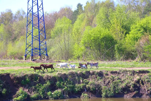 Cabras Caminhando Longo Margem Rio Árvores Primavera Região Moscou Maio — Fotografia de Stock