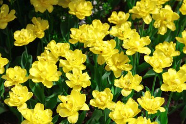 Birçok sarı lale, parlak sarı çiçekli arka plan, Mayıs 2021