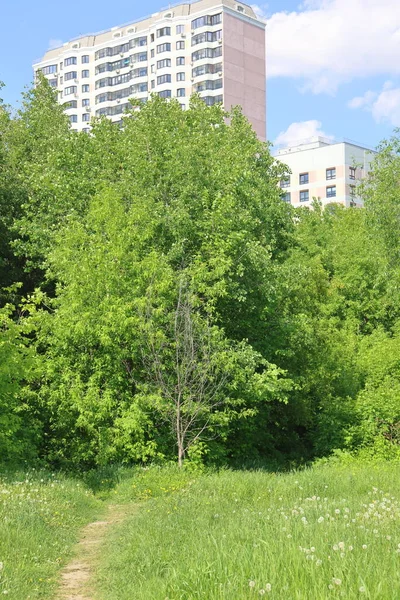 Camino Hacia Arboleda Verde Sobre Fondo Altos Edificios Nuevos Moscú — Foto de Stock