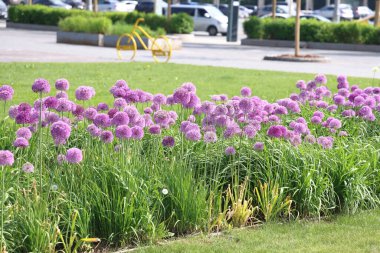 Çiçek açan Hollanda soğanları biçilmiş bir şehir bahçesinde sarı bir bisikletin arka planında