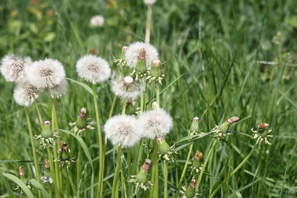 タンポポの家族 閉じた花と白い頭 草原の背景 — ストック写真