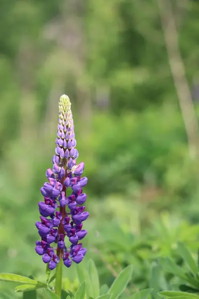 緑の背景 牧草地のハーブ 背景に紫色のラピンの花 — ストック写真