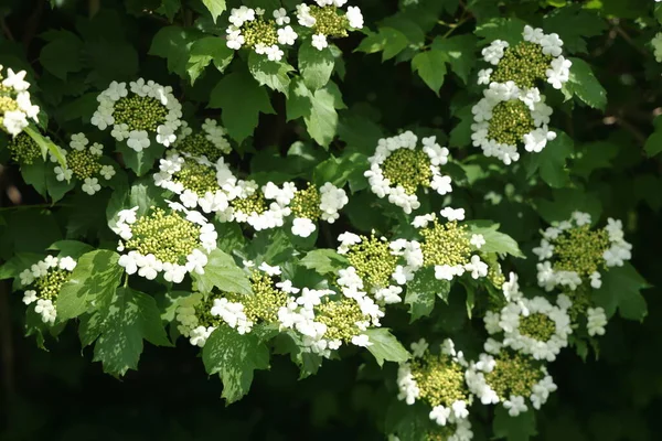 Πράσινο Κλαδί Λευκά Άνθη Viburnum Vulgaris Ανθοφόρο Δέντρο Πράσινο Φόντο — Φωτογραφία Αρχείου