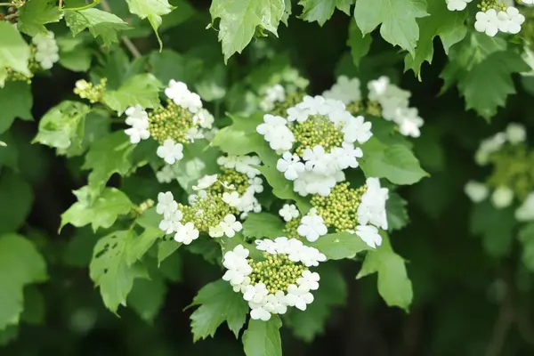 Viburnum Valgaris 開花木 緑の背景の白い花を持つ緑の枝 — ストック写真