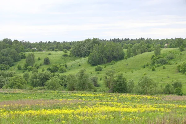 Moskova Bölgesi 'ndeki Nara Nehri' nin taşkın ovasındaki sel basmış çayırlardaki çalılık yamaçlar ve çiçekli otlar, Haziran 2021