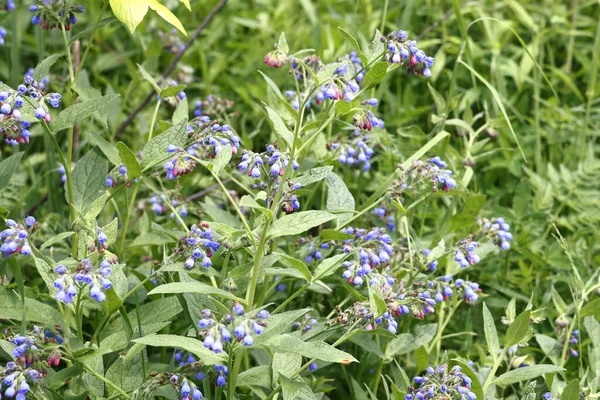 Blue Flowers Comfrey Perennial Forest Herbaceous Plants Borage Family Moscow — Stock Photo, Image