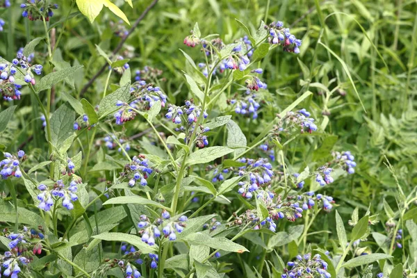 Flores Azuis Comfrey Plantas Herbáceas Florestais Perenes Família Borage Região — Fotografia de Stock