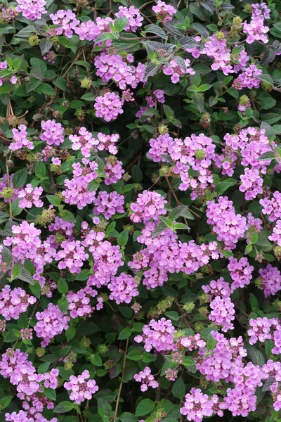 Pink Flowers Basilicola Vulgaris Moon Dust Saponaria Bright Background — Stock Photo, Image