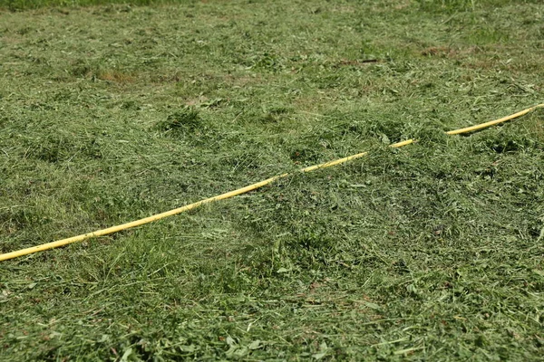 Mangueira Rega Amarela Área Com Grama Verde Cortada Fundo — Fotografia de Stock